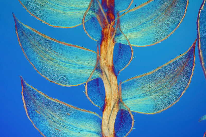 Illustration for article titled Las mejores microfotografĂas del año nos muestran la increĂble belleza de lo que no podemos ver